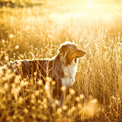 Собака поле Dog field