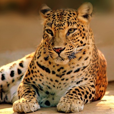 леопард взгляд