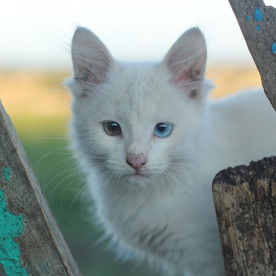 кот белый cat white