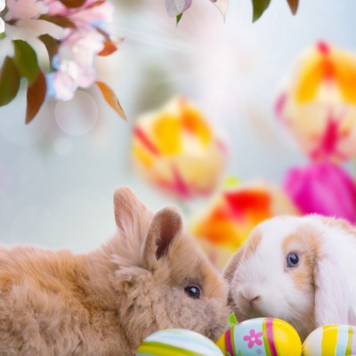 природа животные кролики зайцы цветы