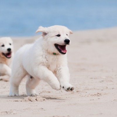 щенки песок puppies sand