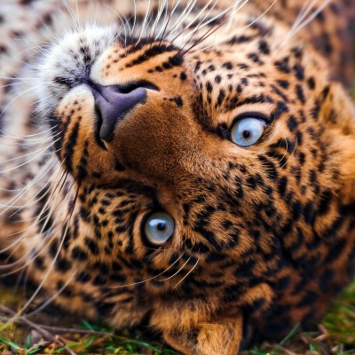взгляд леопард морда