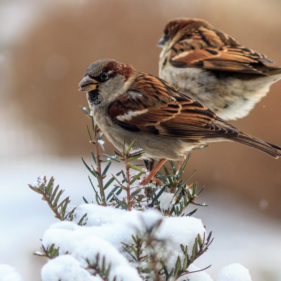 природа животные птицы зима снег