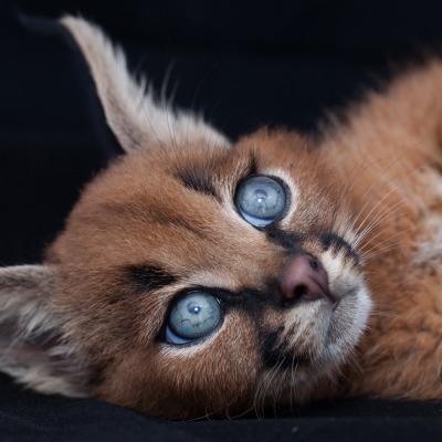 природа животные кот морда глаза