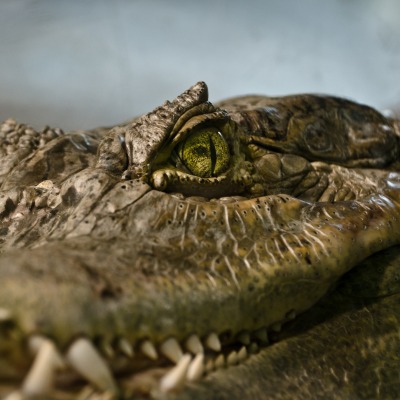 глаз крокодил