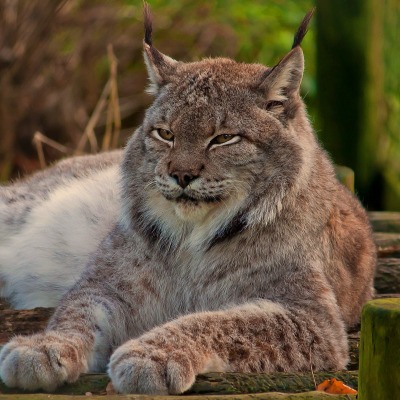 природа животные рысь nature animals lynx