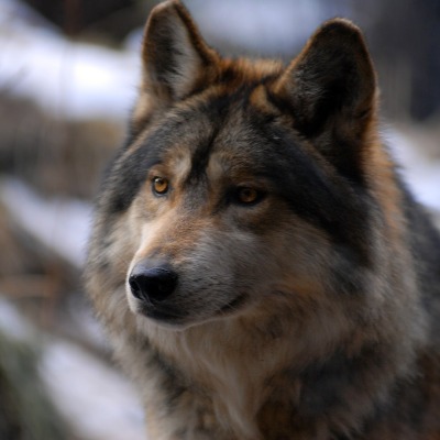 природа животные волк