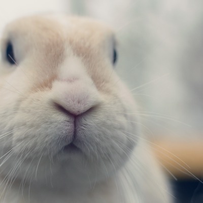 кролик морда rabbit muzzle