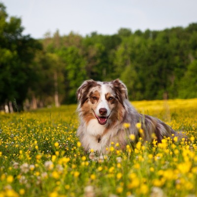 собака поле цветы