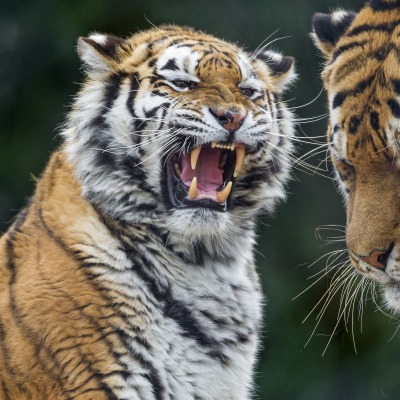 природа животные тигр