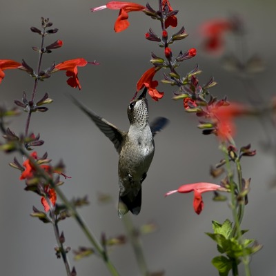 колибри цветок