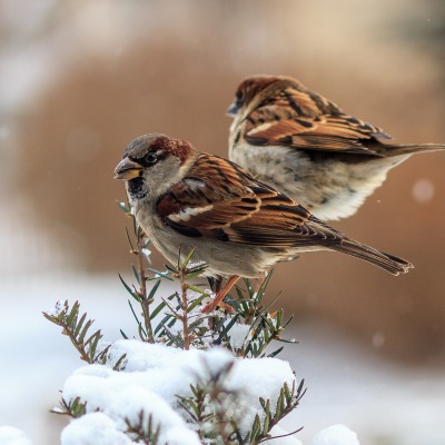 природа животные птицы зима