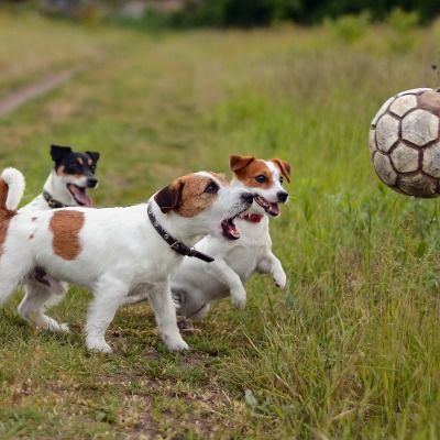 природа животные мяч игра собака щенок