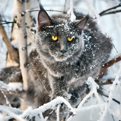природа животные кот серый зима деревья