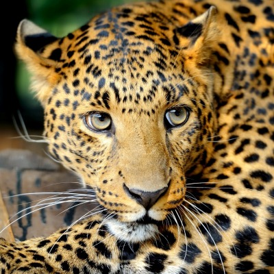 леопард морда взгляд