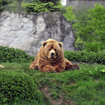 медведь скала трава