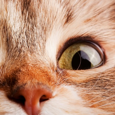 глаза кот морда