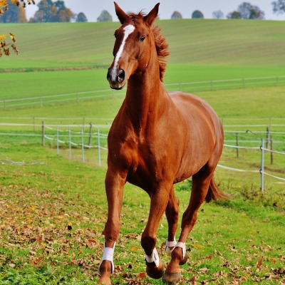 лошадь равнина листва