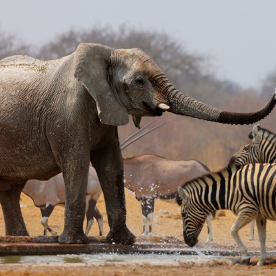 природа животные слоны зебра