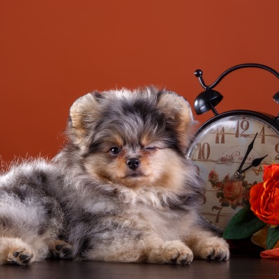 собака будильник цветок