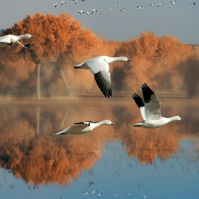 птицы озеро деревья полет