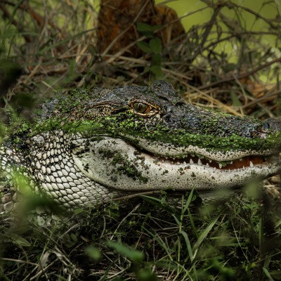 крокодил