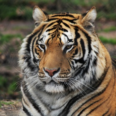 Тигр хищник природа