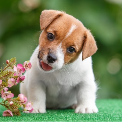 собака щенок цветы