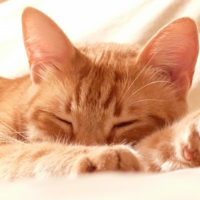 кошка мордочка постель