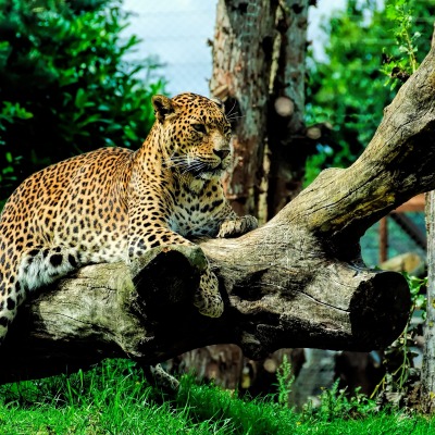 ягуар хищник ствол дерева