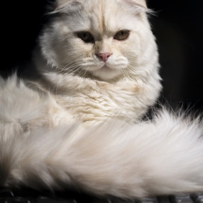 кот пушистый белый