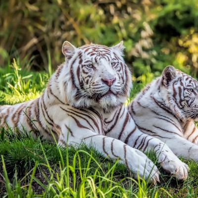 тигры трава природа