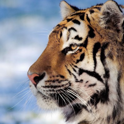 тигр профиль
