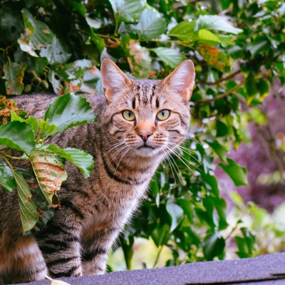 кот деревья листья