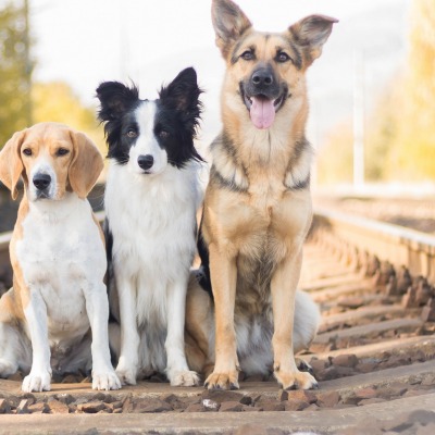 собаки железная дорога рельсы
