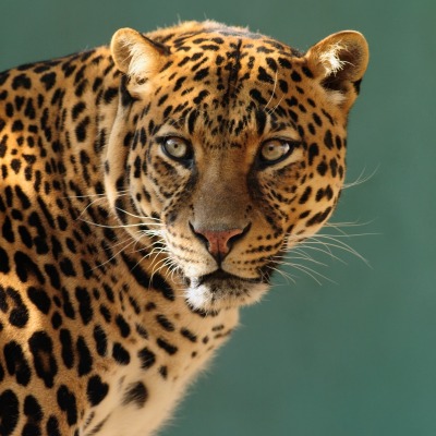 леопард хищник