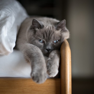 кошка кровать одеяло