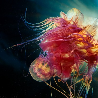 медуза океан под водой