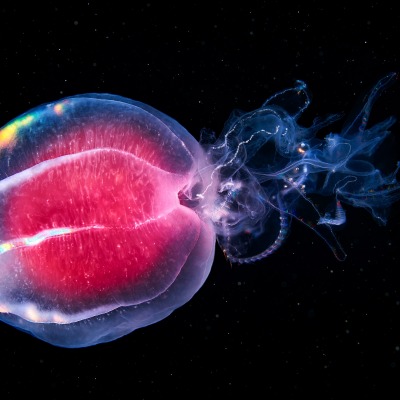 медуза свечение красно-синее