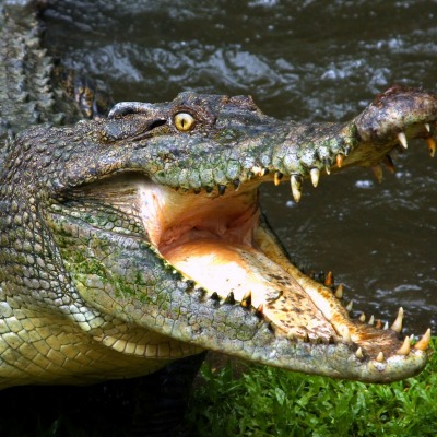 крокодил пасть