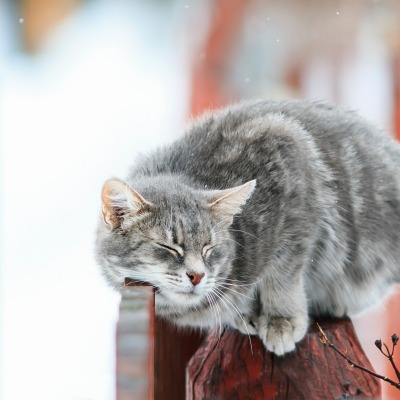 кот забор изгородь серый чешется