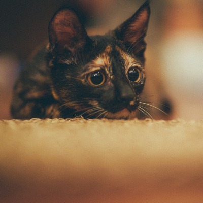 котенок глазки взгляд