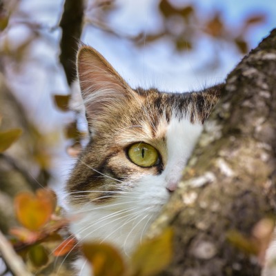 кот дерево прячется