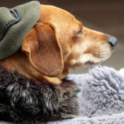 собака шляпка шарфик