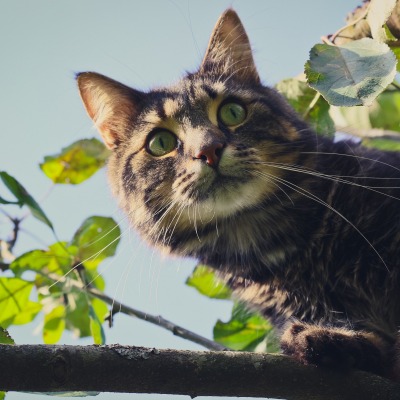 кот дерево ветка усы