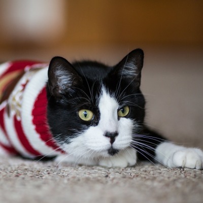 черно-белый кот мордочка ковер