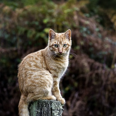 кошка пенек растительность