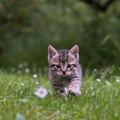 котенок трава цветы