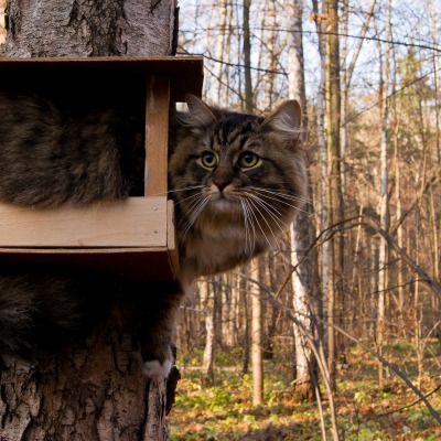 кот кормушка лес дерево