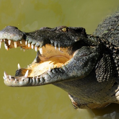крокодил рептилия пасть клыки зубы